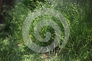 Green grass background pattern.  meadow with green grass