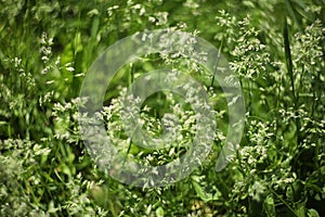 Green grass background pattern.  meadow with green grass
