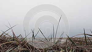 Green grass on a background of the river mist