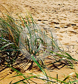 Green grass on a background of sand, view of sandy beach and dune with herb, stylized painting.