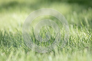 Green Grass Background, selective focus