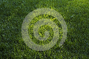 Green grass background, selective focus