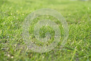 Green grass background with shallow depth of field and bokeh.