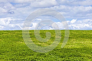 Green grass background showing an horizon of cumulous fluffy clouds with a blue sky in an agricultural pasture field