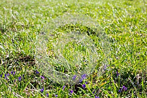 Green grass background with small purple flowers