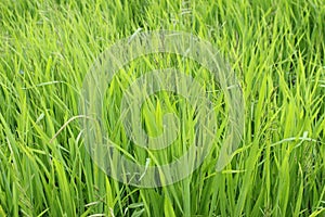 Green Grass Background With Sun Beam