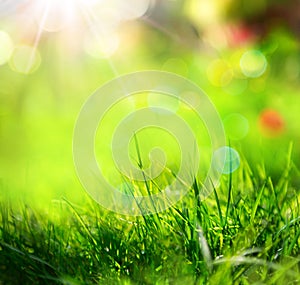 Green grass background with sunlight and blurs