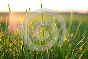 Green grass background on sunset. Summer landscape with meadow grass against the sunset sky