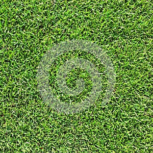 Green grass background texture.