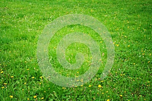 Green grass background texture