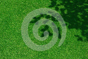 Green grass background texture