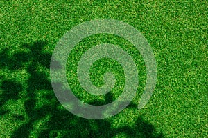 Green grass background texture