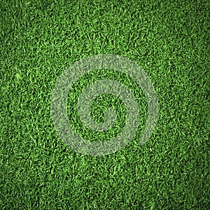 Green grass background texture