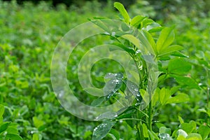 Green grass background texture. Close up