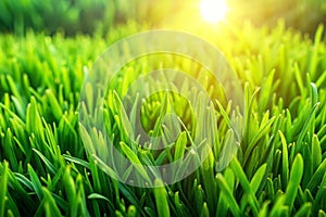 Green grass background texture. Element of design