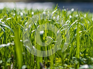 Green grass background texture. Field of fresh green grass texture as a background, top view, horizontal.