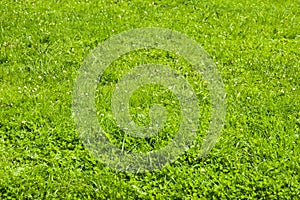 Green grass background. Texture with flowers