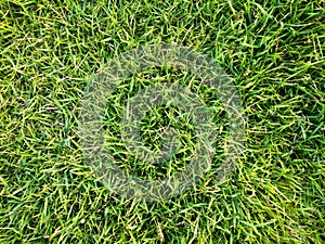 Green grass background texture. Football or golf field.