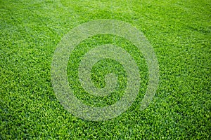 Green grass background texture. fresh bright juicy mowed lawn. top view