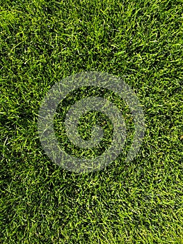 Green grass background texture. Golf or football field. Background and texture of green grass pattern from golf course