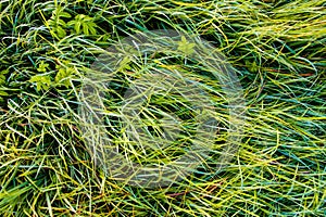 Green grass background texture. Green grass blades macro