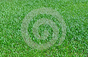 Green grass background texture. Green lawn texture background. top view. Surface of football turf