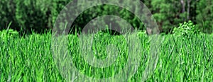 Green grass background or texture. Lawn with fresh grass, banner design. Banner with long green grass. Long and bright green grass