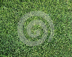 Green grass background texture lawn greenery plain plant soccer golf natural fresh park pattern surface abstract field wallpaper