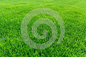 Green grass background img