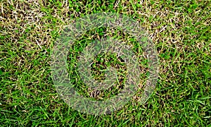 Green grass field background, texture, pattern. Food, court.