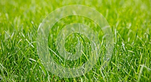 Green grass background, texture, sunny spring day. Close up view