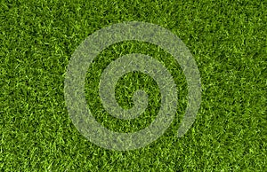 Green grass background texture. Top view