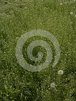 Green grass background textures