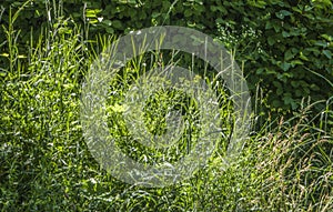 Green grass background textures