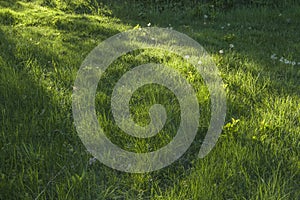 Green grass background textures