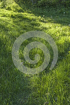 Green grass background textures