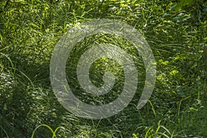 Green grass background textures