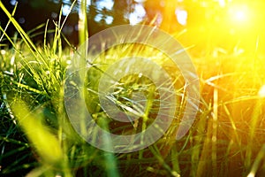 Green grass background, toned bright grass closeup view with sun beams and lens flare