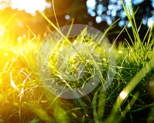 Green grass background, toned bright grass closeup view with sun beams and lens flare