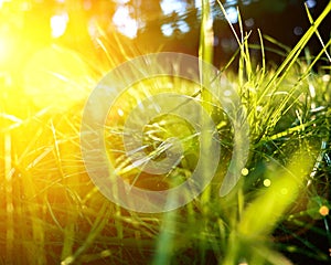 Green grass background, toned bright grass closeup view with sun beams and lens flare