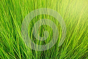 Green grass background with yellow sunlight on morning