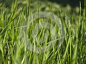 Green grass photo