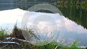 Green grass on bank of pond