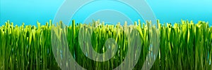 Green grass banner, grass close up on a sunny day background