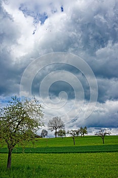green grass with bare trees in an open field under a cloudy sky