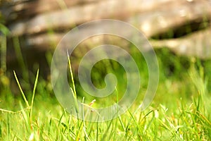 Green grass and a big rock background