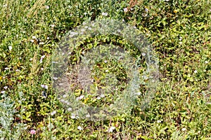 Green grass(bindweed,strawberries)