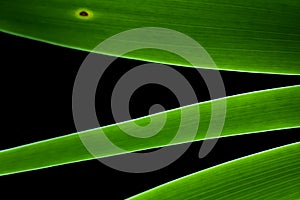 Green grass in the black background. Soft image background