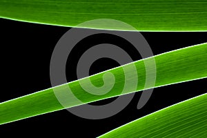 Green grass in the black background. Soft image background