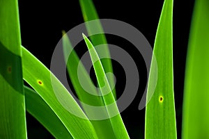 Green grass in the black background. Soft image background